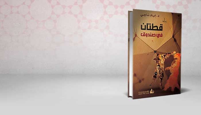 قطتان في صندوق